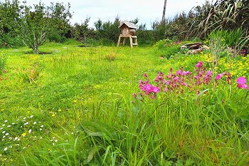 The wild flowers garden at Sandhills House